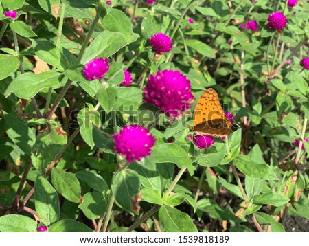 Closeup butterfly on flower in garden.Good Morning.(Common tiger butterfly)
