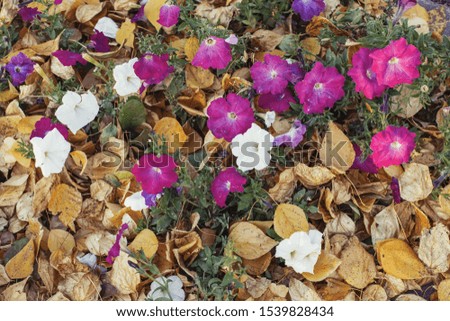 Autumn yellow foliage with purple flowers in autumnal park background