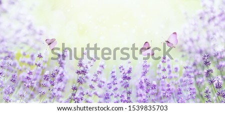 Wide field of lavender in summer morning, panorama blur background. Spring or summer lavender background with butterflies. Selective focus on lavender flowers with sunlight