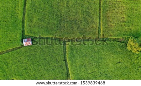 Aerial top view green rice fields in Thailand Beautiful scenery of rice paddy fields in the season of golden harvest under blue clear sunny sky