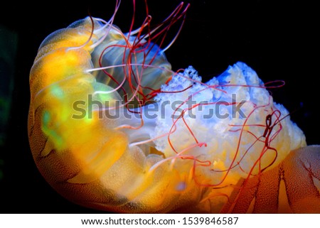 Rhizostomae or Rhizostomeae is an order of jellyfish. Species of this order have neither tentacles nor other structures at the bell's edges. Instead, they have eight highly branched oral arms.