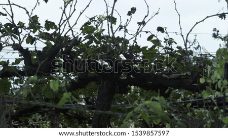 A beautiful grape plants picture,in agriculture farm