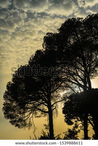 Clouds and silhouette of trees at sunset