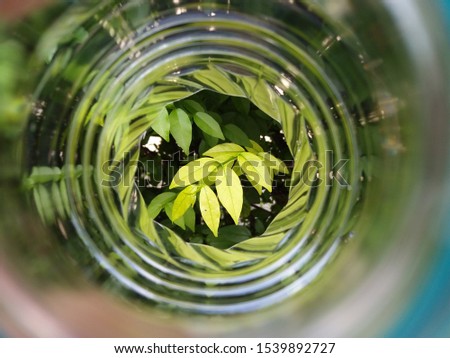 View of through the bottom of the water plastic bottle with young leaf at the end as the background. Selective focus.
