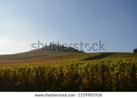 Vineyards at sunset in autumn at Michaelsberg in Cleebronn, South of Germany Royalty-Free Stock Photo #1539905936