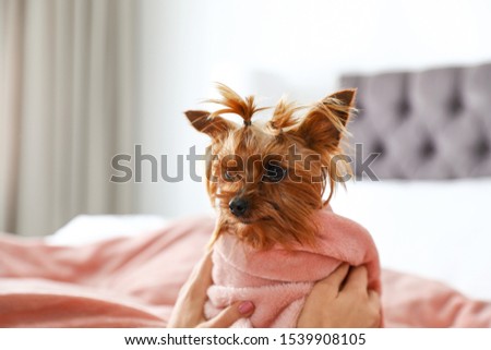 Woman petting her Yorkshire terrier dog, closeup