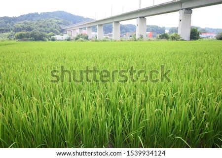a picture of a rice-growing crop