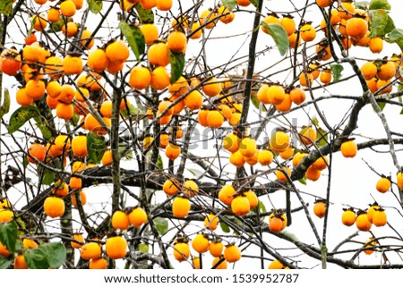 Persimmons that are ripened on the branches. Dalat, Vietnam