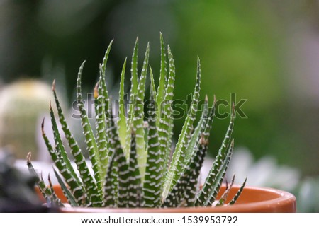  Harworthia or zebra cactus,pearl plant,star window plant in a black flower pot and selling at the houseplant market 