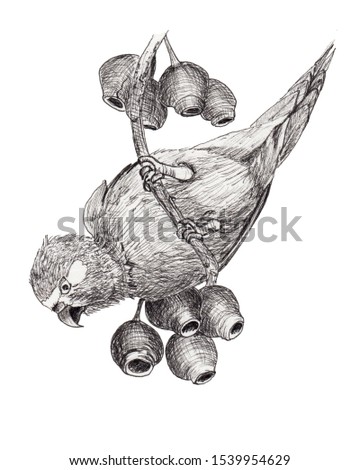 Realistic ink pen drawing of a parrot, looking for food, on a gum tree branch with gumnuts. Monochrome black & white Australian nature illustration on a white background.
