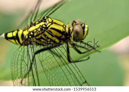 Dragonfly on the tip of a leaf. Close up.