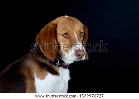 Photo of dog in studio on black background