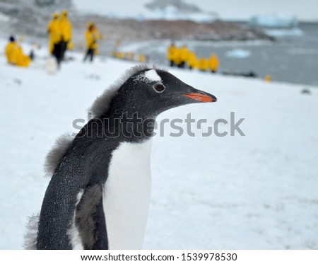 A gentoo penguin stands on a snow covered beach on the Antarctic peninsula, looking to the right of the picture. In the background and out of focus, a group of tourists wearing yellow. 