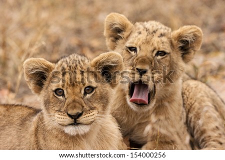 Junge LÃ?Â?Ã?Â¶wen (Panthera leo) Royalty-Free Stock Photo #154000256