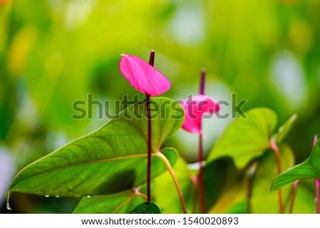 Anthurium, Pigg-tail flower It a shrub and fresh all year round.Tree with heart-shaped flowers.