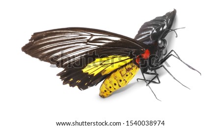 Beautiful common Birdwing butterfly on white background