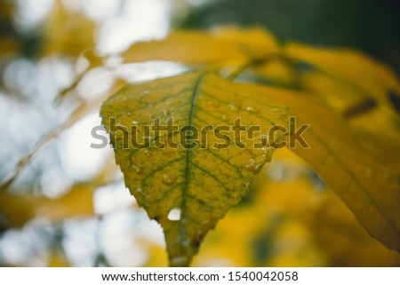 Autumn trees in the park. Autumn leaf. Yellow and red leaves