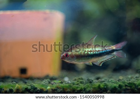 Male Rainbow Emperor Tetra (Nematobrycon lacortei) named by a rainbow color in middle of body