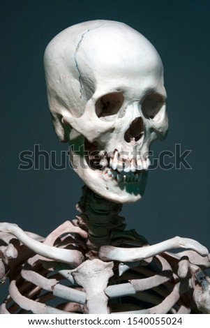 picture of a real human skeleton, for educational purposes
