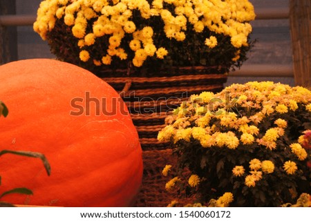 Autumn harvest. Arrangement with flowers, pumpkins, baskets in orange