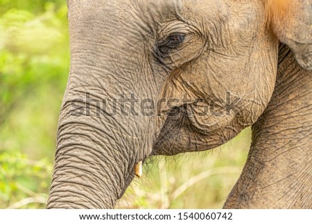 detail portrait of an elephant