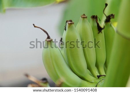 banana tree with bunch of green banana , picture image close up