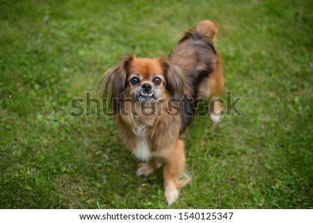 Pekingese dog or kind of mongrel