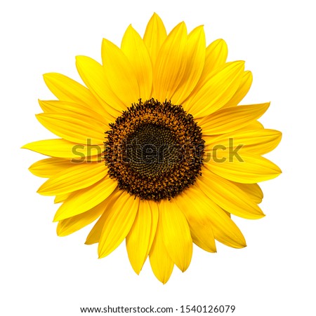 Sunflower flower isloted on a white background Royalty-Free Stock Photo #1540126079