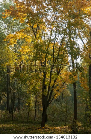 Beautiful autumn landscape - morning park