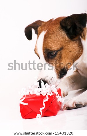 a cute dog with a red gift
