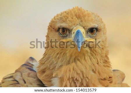  Tawny Eagle - Wild Bird Background of the Glorious Raptor filled with pride, beauty and curiosity - Africa