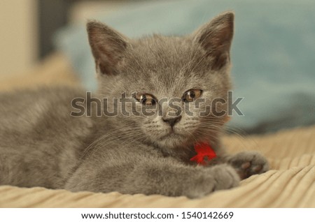 A young British cat with a red ribbon lying on the bed
