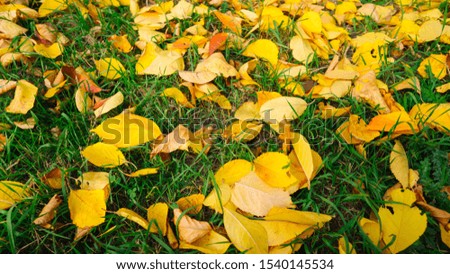 Yellow fallen leaves from trees are in a green grass in autumn.