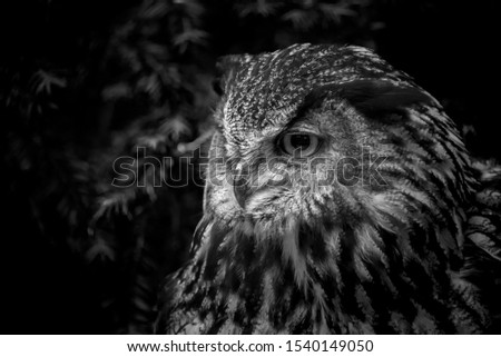 Black and white shot of an owl
