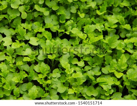 Green grass mustard background texture