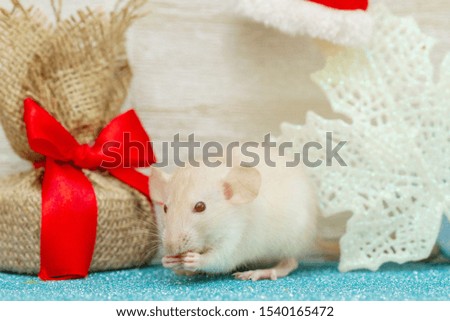 A little fluffy rat is sitting in the New Year's room. Nearby is a gift with a big red bow. Santa Claus hat hanging on a rope.