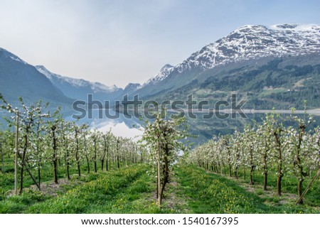 The apple trees is blooming and soon there will be summer . Photo from Rake in Loen with a view to Olden in Stryn , in Norway . 