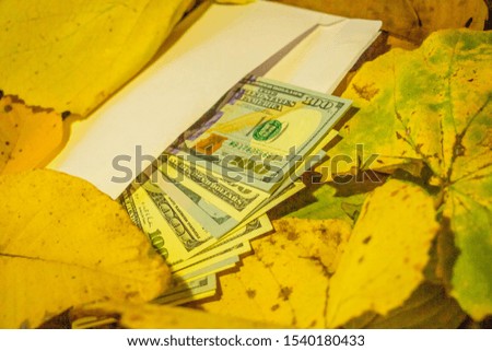 Hundred dollar bills in an envelope lost in yellow leaves. Close-up. Background like texture.
