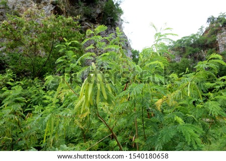 Leucaena leucocephala, white popinac, lead tree, horse tamarind, Leucaena leucocephala and natural background,

