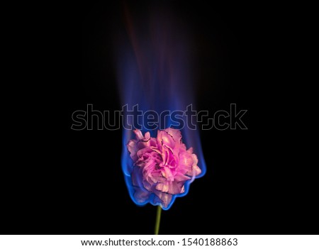 Burning flower on fire. Pink carnation flower in flame over black background with blue blaze. Creative unusual unrequited love or sadness concept.  Royalty-Free Stock Photo #1540188863