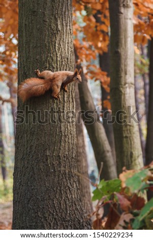 
red squirrel sits on a tree in the park