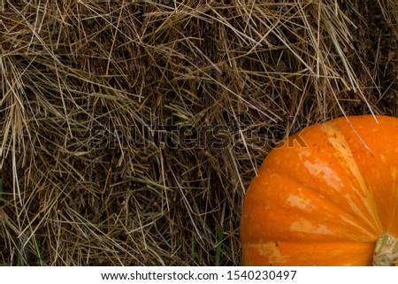 bright orange pumpkin on a background of hay, autumn season wallpaper