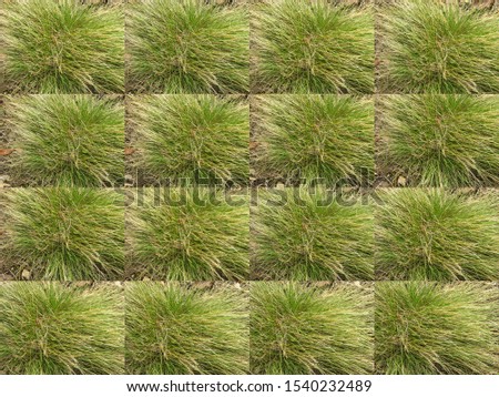 A sequence of variant pictures of  the herbaceous plant Festuca. Step by step. Preform for decorative framing. 