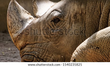 A closeup shot of a rhino laying on the ground with a blurred background