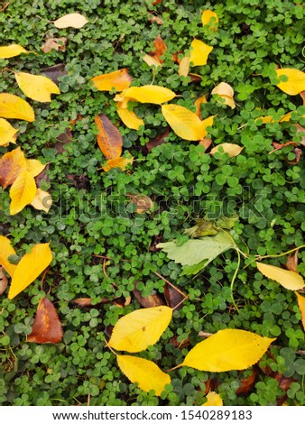 Autumn picture.  Yellow leaves on a green background.  Autumn.