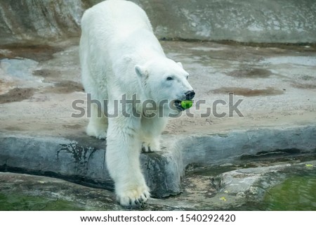 Polar bear in a zoo near the water under the sun with big paws