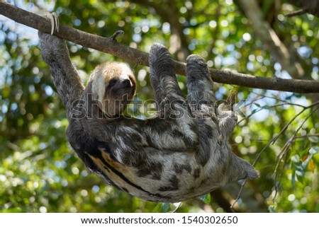 A sloth male hangs on a tree upside down on its paws in the Amazon jungle
