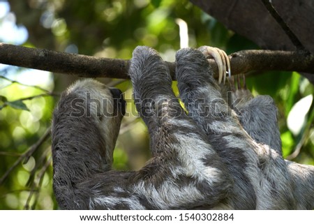 A sloth male hangs on a tree upside down on its paws in the Amazon jungle  