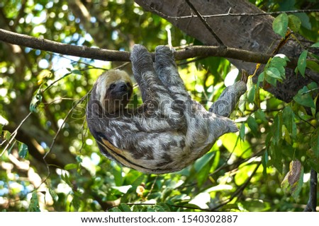 A sloth male hangs on a tree upside down on its paws in the Amazon jungle