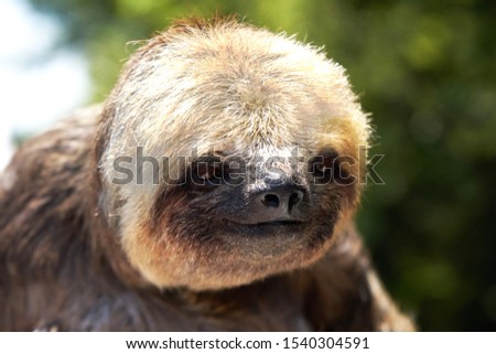 Close-up of a sloth in the Amazon jungle             